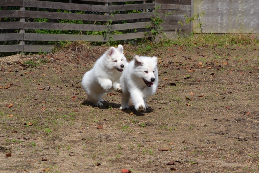 f:id:reeyan:20171010125643j:plain f:id:reeyan:20171010125643j:plain