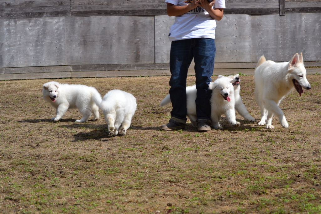 f:id:reeyan:20171010125649j:plain f:id:reeyan:20171010125649j:plain