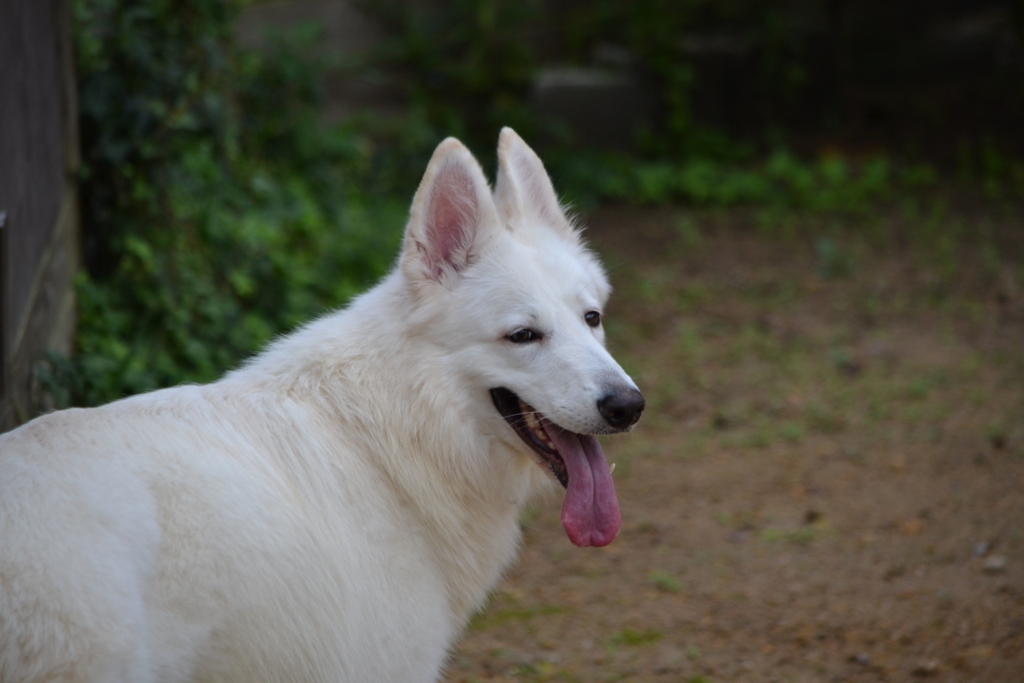 f:id:reeyan:20171010125823j:plain f:id:reeyan:20171010125823j:plain