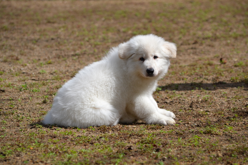 f:id:reeyan:20171010125827j:plain f:id:reeyan:20171010125827j:plain