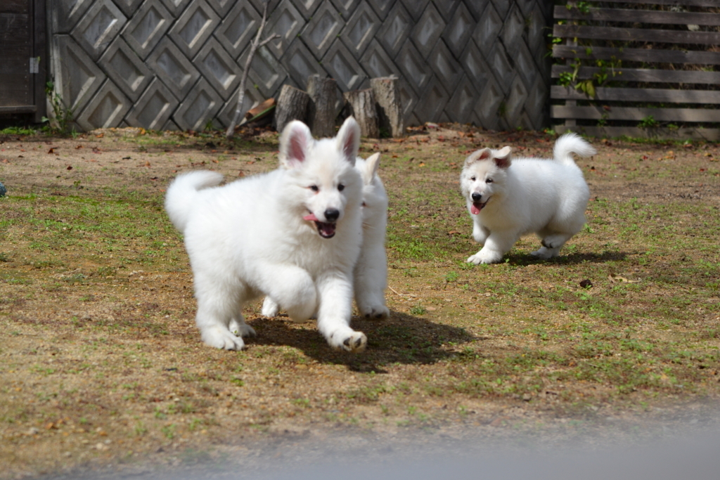 f:id:reeyan:20171010130107j:plain f:id:reeyan:20171010130107j:plain