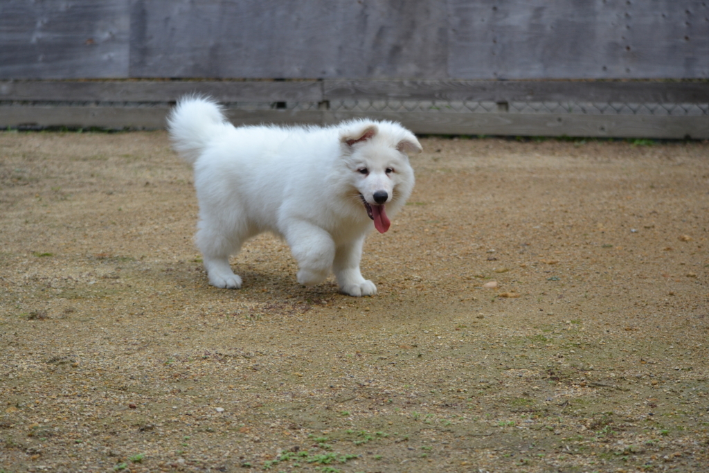 f:id:reeyan:20171010130634j:plain f:id:reeyan:20171010130634j:plain