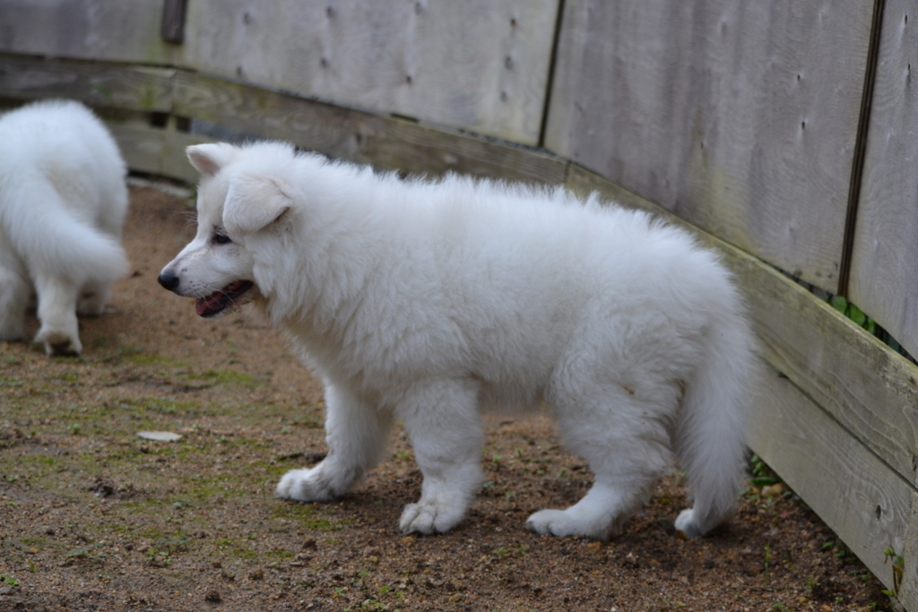 f:id:reeyan:20171010130649j:plain f:id:reeyan:20171010130649j:plain