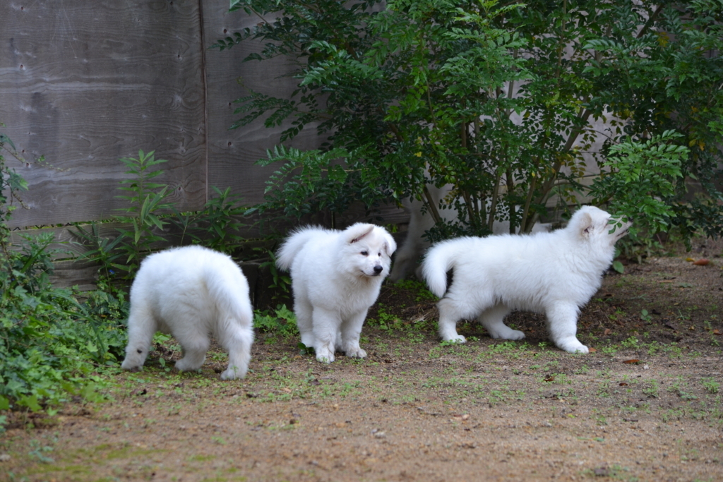 f:id:reeyan:20171010131010j:plain f:id:reeyan:20171010131010j:plain