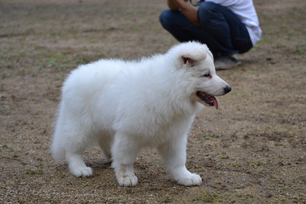 f:id:reeyan:20171010131036j:plain f:id:reeyan:20171010131036j:plain