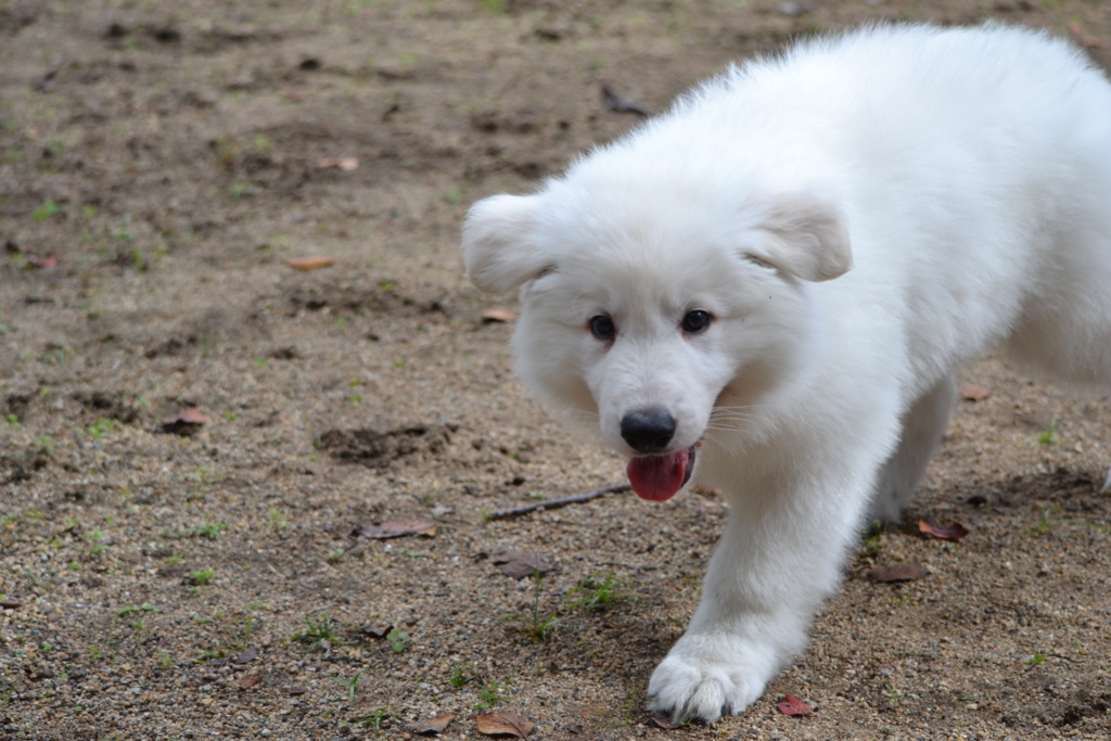 f:id:reeyan:20171010131124j:plain f:id:reeyan:20171010131124j:plain