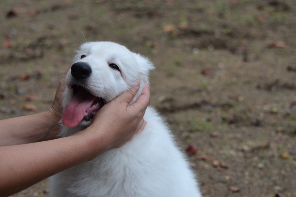 f:id:reeyan:20171010131224j:plain f:id:reeyan:20171010131224j:plain