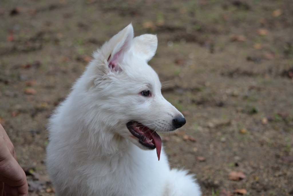 f:id:reeyan:20171010131303j:plain f:id:reeyan:20171010131303j:plain