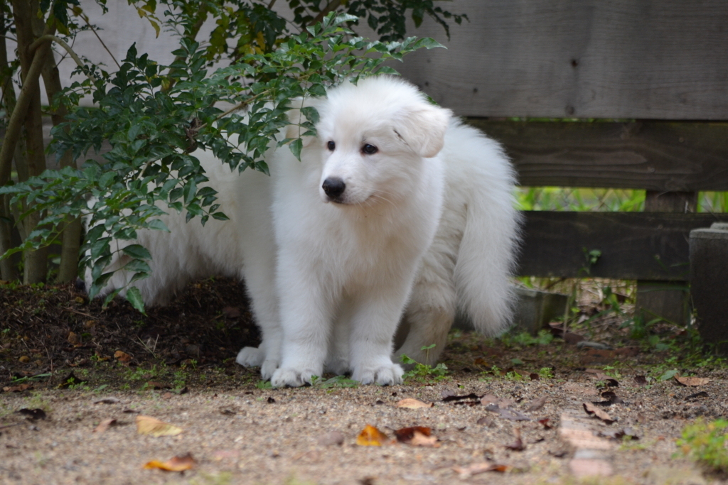 f:id:reeyan:20171010131404j:plain f:id:reeyan:20171010131404j:plain