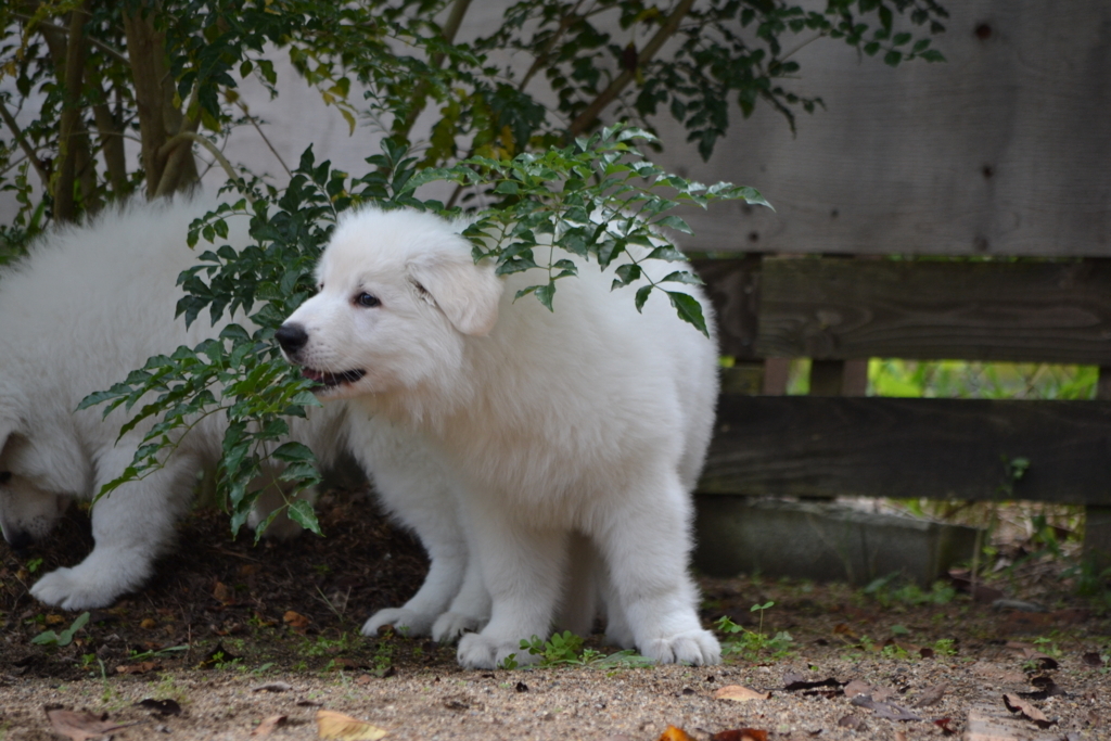 f:id:reeyan:20171010131437j:plain f:id:reeyan:20171010131437j:plain