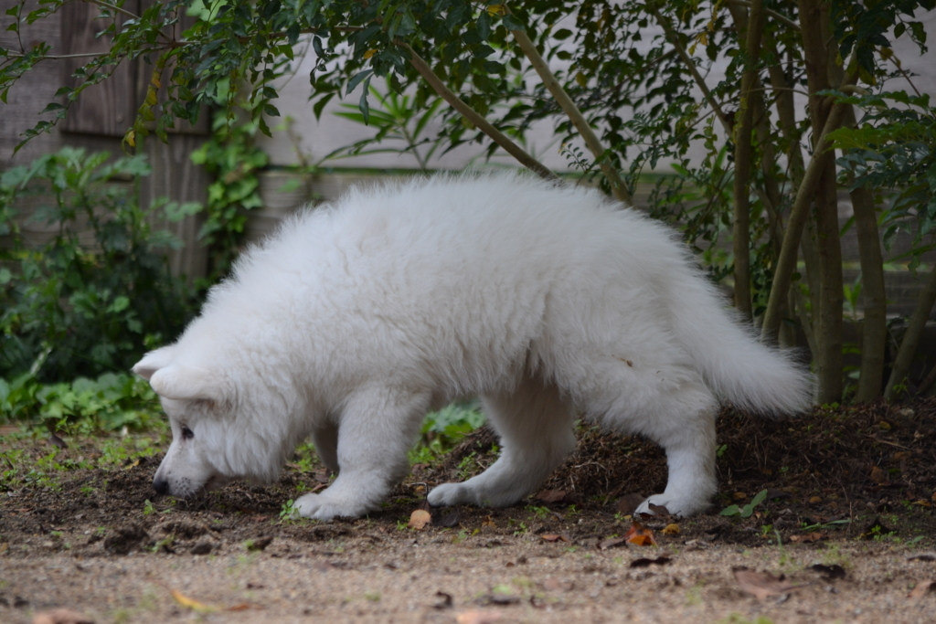 f:id:reeyan:20171010131723j:plain f:id:reeyan:20171010131723j:plain