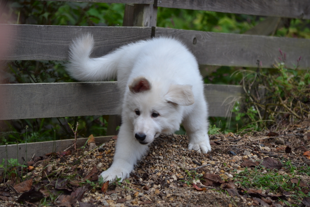 f:id:reeyan:20171010131801j:plain f:id:reeyan:20171010131801j:plain