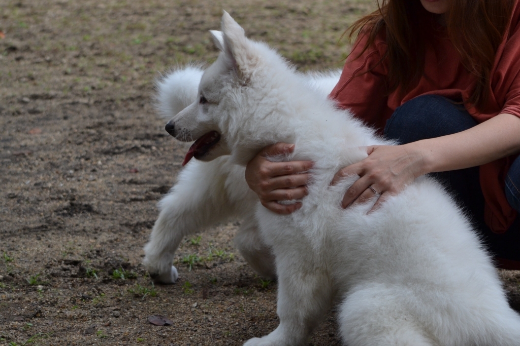 f:id:reeyan:20171010131943j:plain f:id:reeyan:20171010131943j:plain