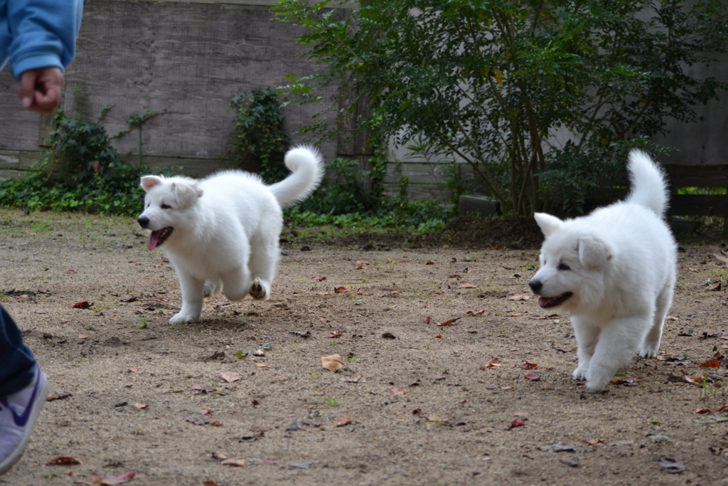 f:id:reeyan:20171010132127j:plain f:id:reeyan:20171010132127j:plain