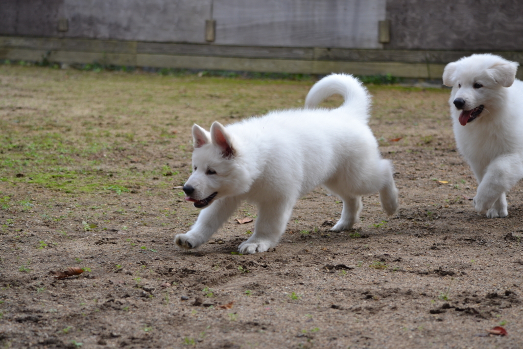 f:id:reeyan:20171010132341j:plain f:id:reeyan:20171010132341j:plain