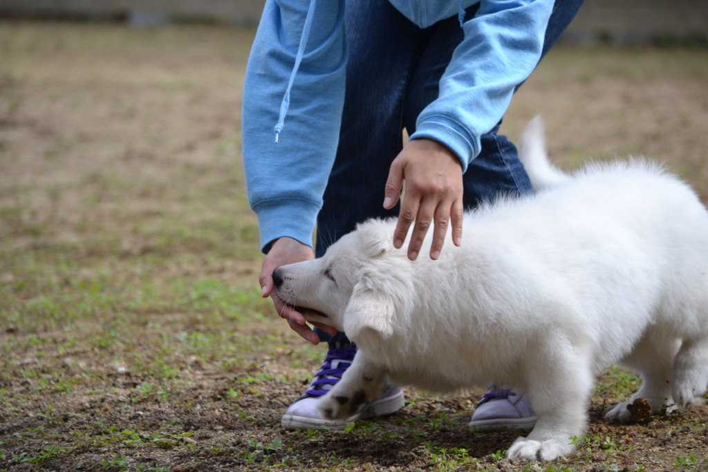 f:id:reeyan:20171010132353j:plain f:id:reeyan:20171010132353j:plain