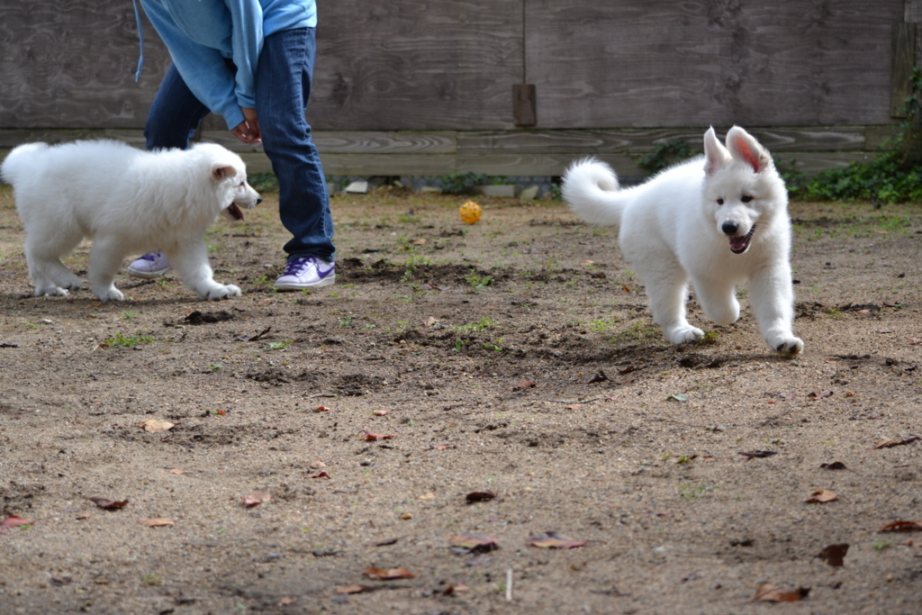 f:id:reeyan:20171010132428j:plain f:id:reeyan:20171010132428j:plain