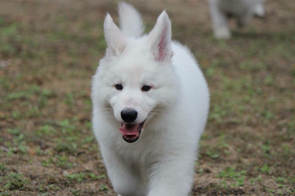 f:id:reeyan:20171018141843j:plain f:id:reeyan:20171018141843j:plain