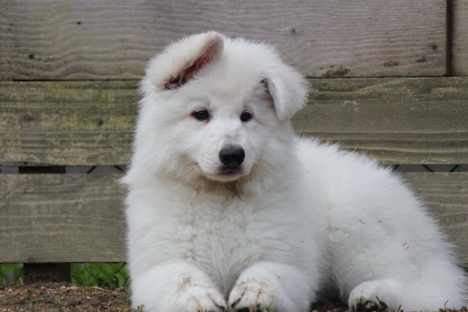 f:id:reeyan:20171018141851j:plain f:id:reeyan:20171018141851j:plain