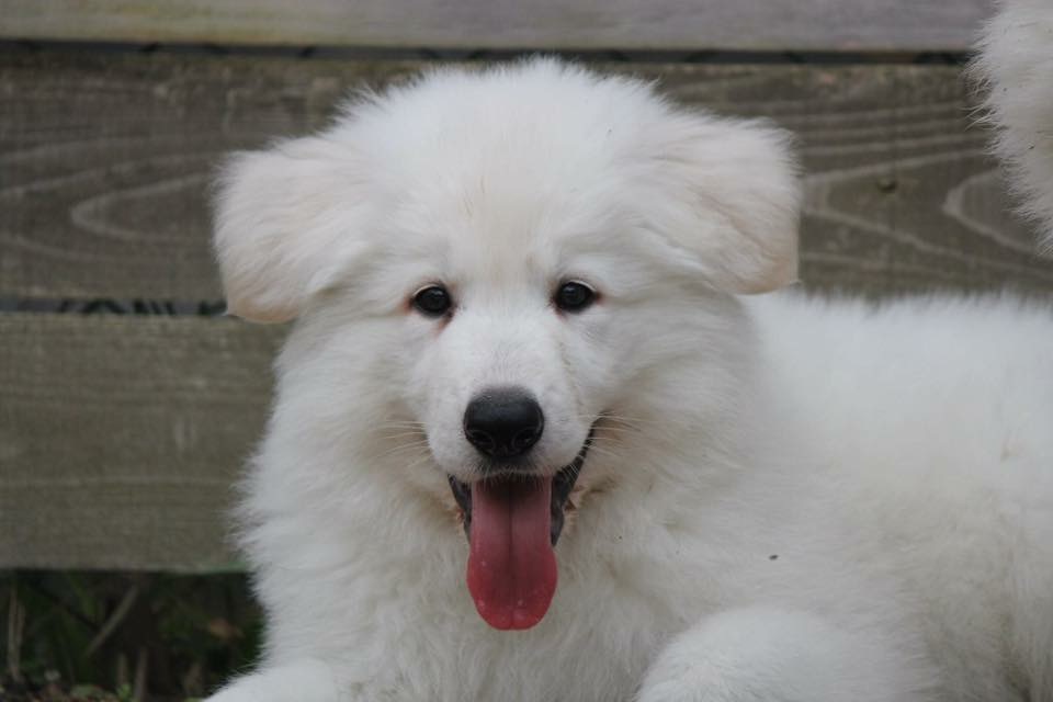 f:id:reeyan:20171018141909j:plain f:id:reeyan:20171018141909j:plain