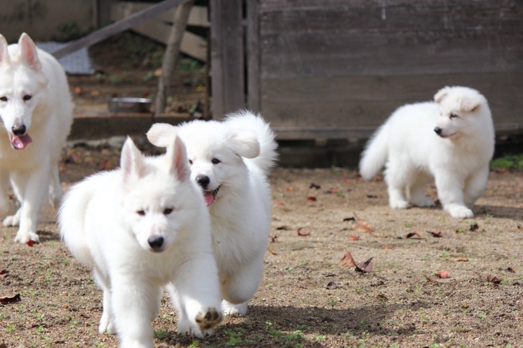 f:id:reeyan:20171018141934j:plain f:id:reeyan:20171018141934j:plain