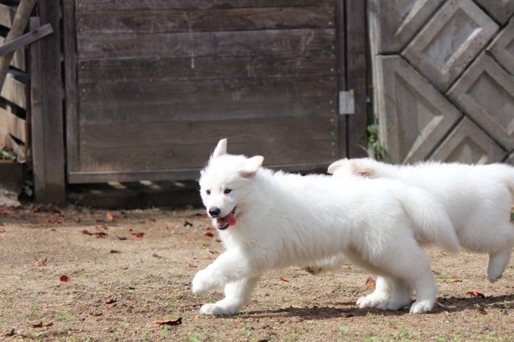 f:id:reeyan:20171018141957j:plain f:id:reeyan:20171018141957j:plain