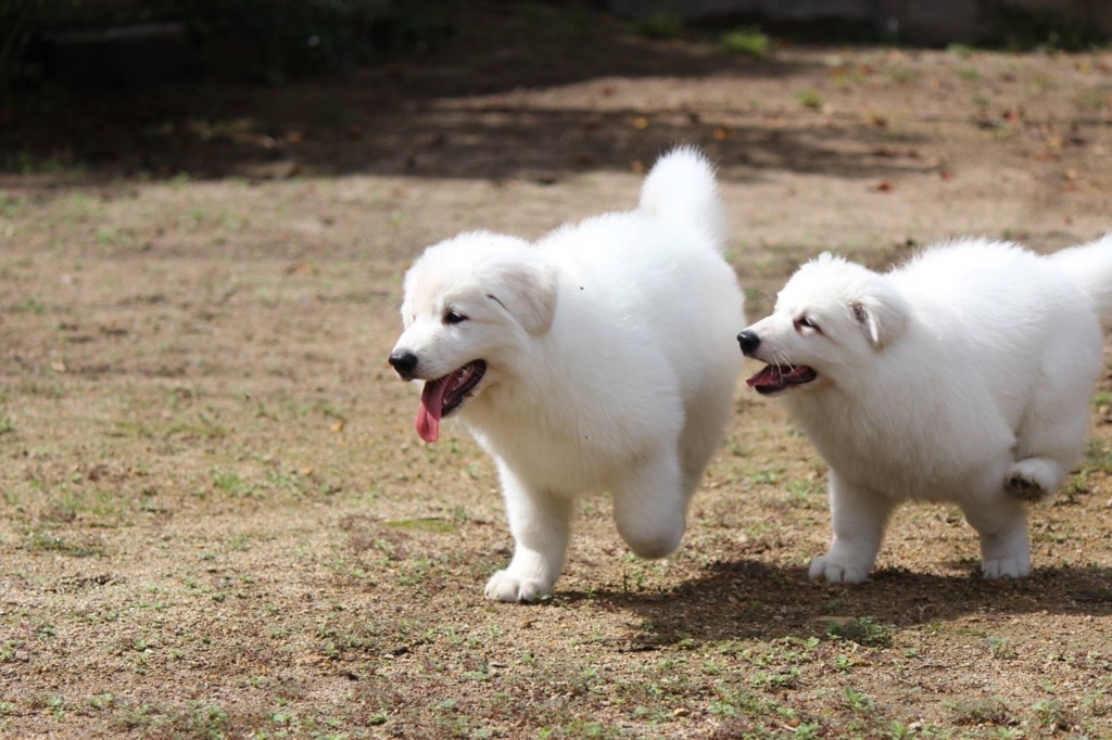 f:id:reeyan:20171018142011j:plain f:id:reeyan:20171018142011j:plain