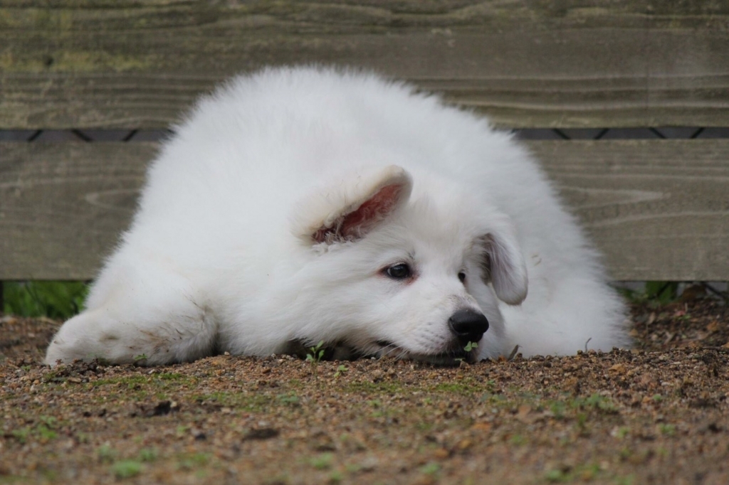 f:id:reeyan:20171018142024j:plain f:id:reeyan:20171018142024j:plain