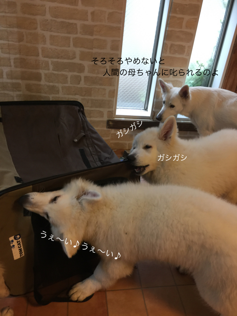 f:id:reeyan:20171209161857j:plain f:id:reeyan:20171209161857j:plain