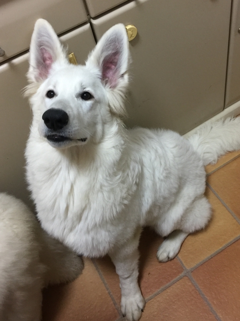 f:id:reeyan:20180204142009j:plain f:id:reeyan:20180204142009j:plain