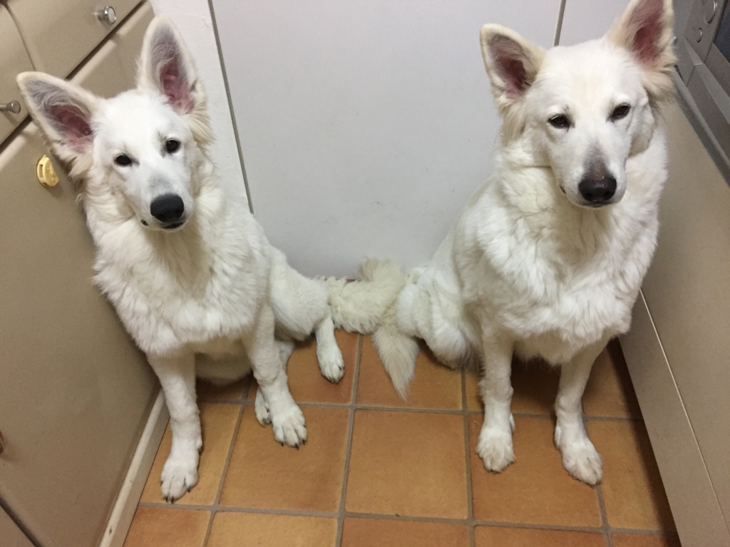 f:id:reeyan:20180204142027j:plain f:id:reeyan:20180204142027j:plain