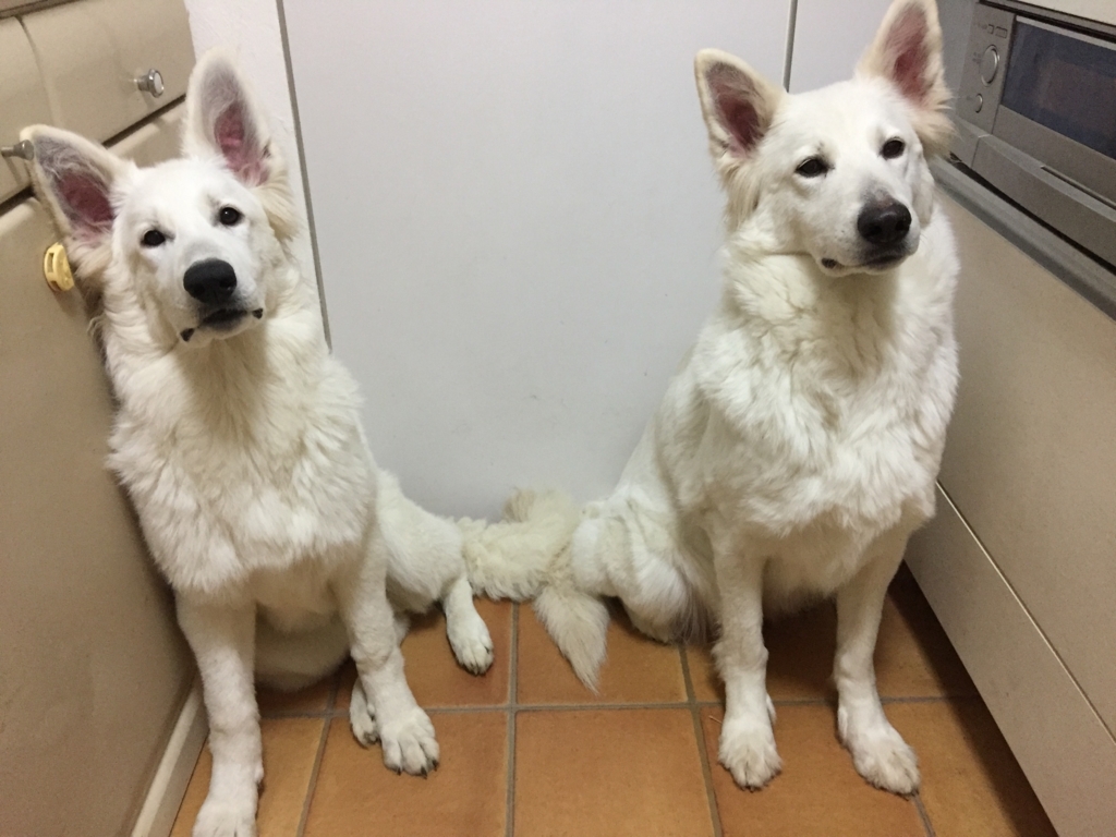 f:id:reeyan:20180204142348j:plain f:id:reeyan:20180204142348j:plain