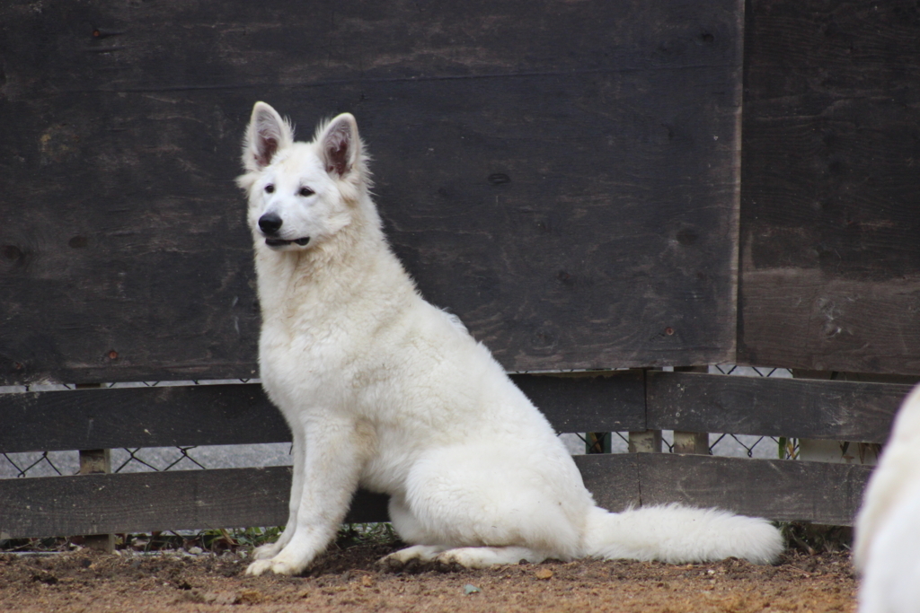 f:id:reeyan:20180216180839j:plain