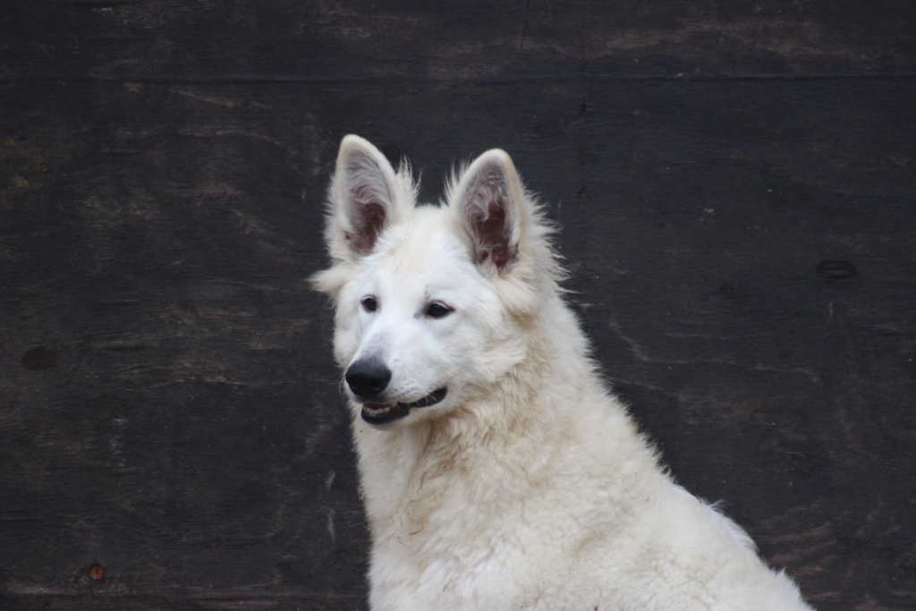 f:id:reeyan:20180216180913j:plain