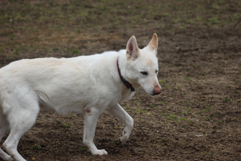 f:id:reeyan:20180216180935j:plain