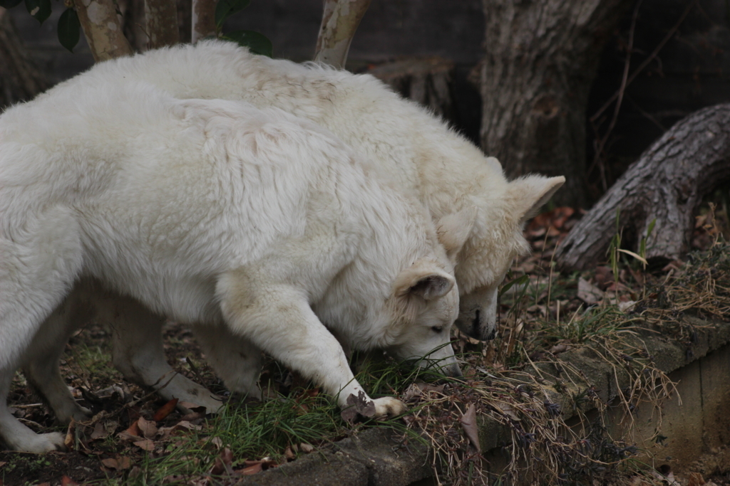 f:id:reeyan:20180216201717j:plain