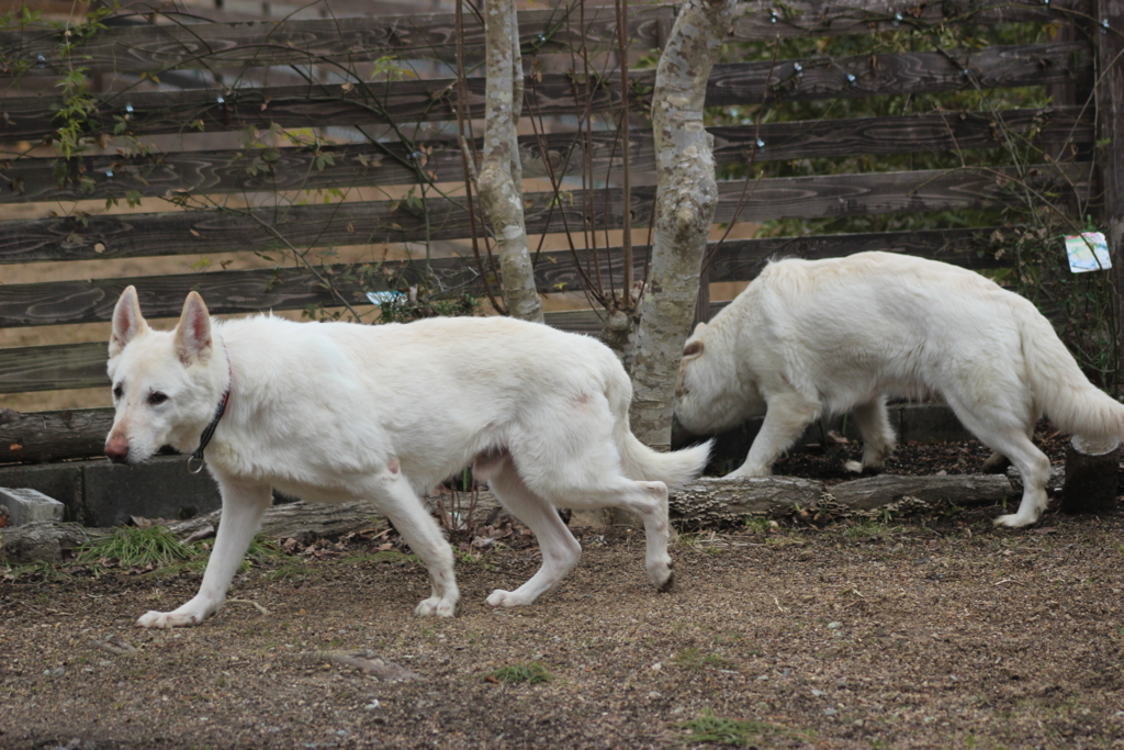 f:id:reeyan:20180216202006j:plain