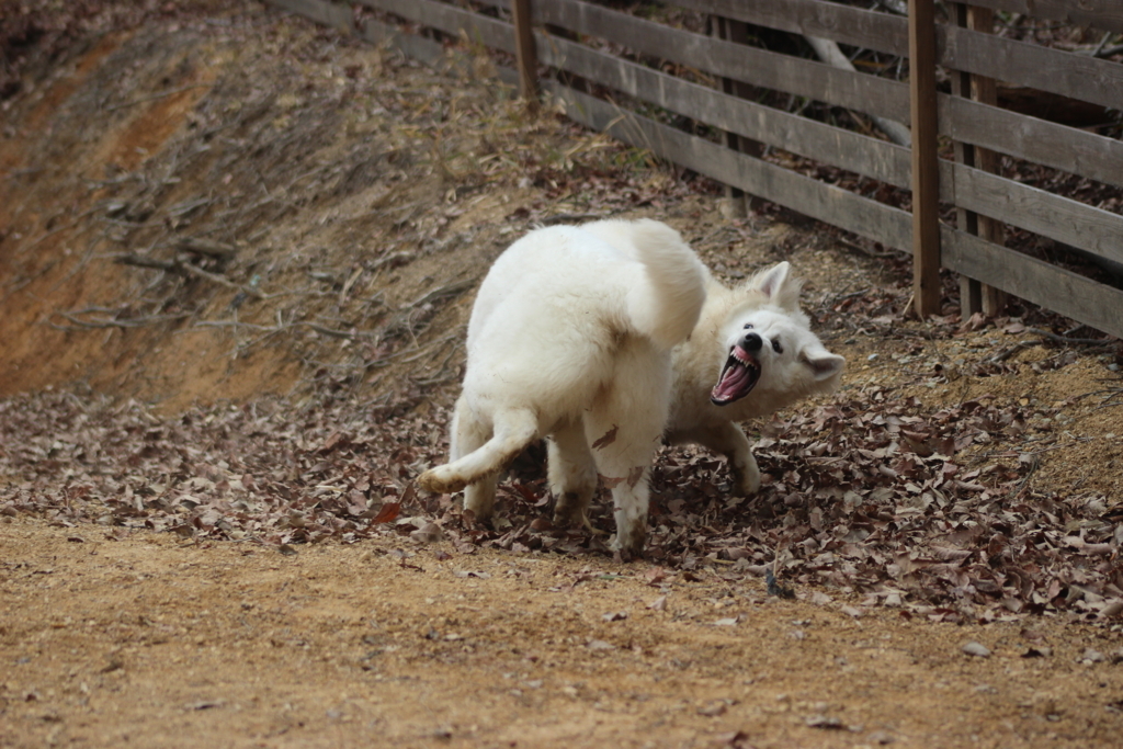 f:id:reeyan:20180216202401j:plain