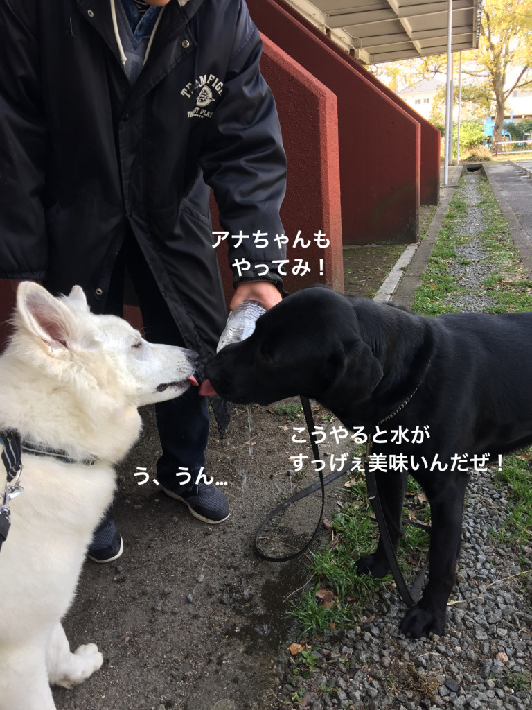 f:id:reeyan:20180307201311j:plain