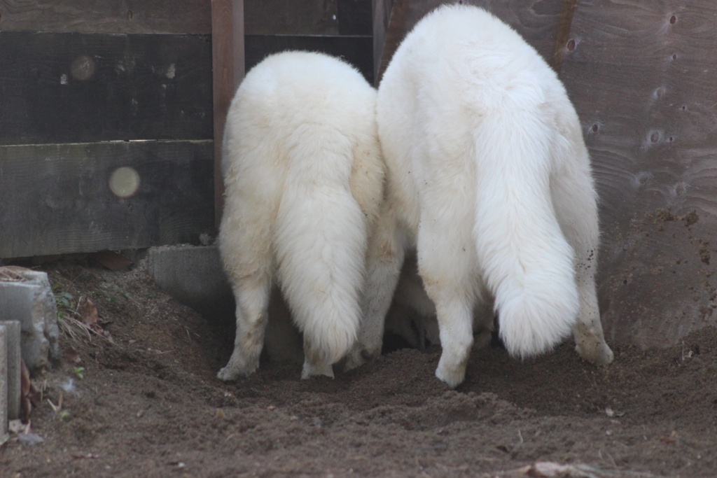 f:id:reeyan:20180331162252j:plain