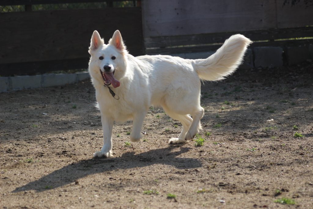 f:id:reeyan:20180331162302j:plain