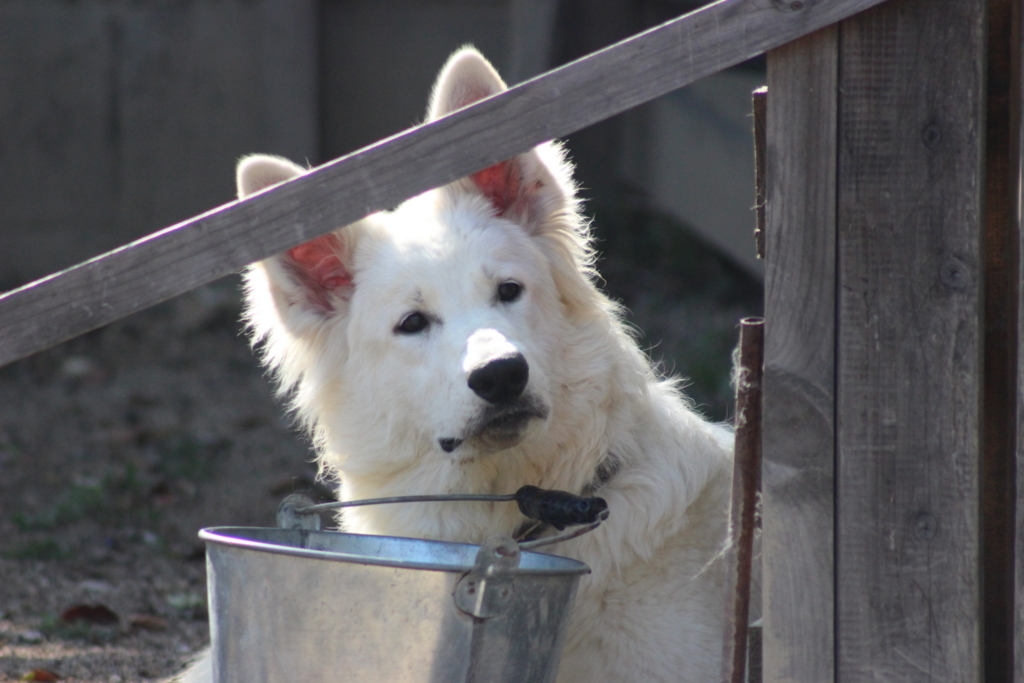 f:id:reeyan:20180331162311j:plain