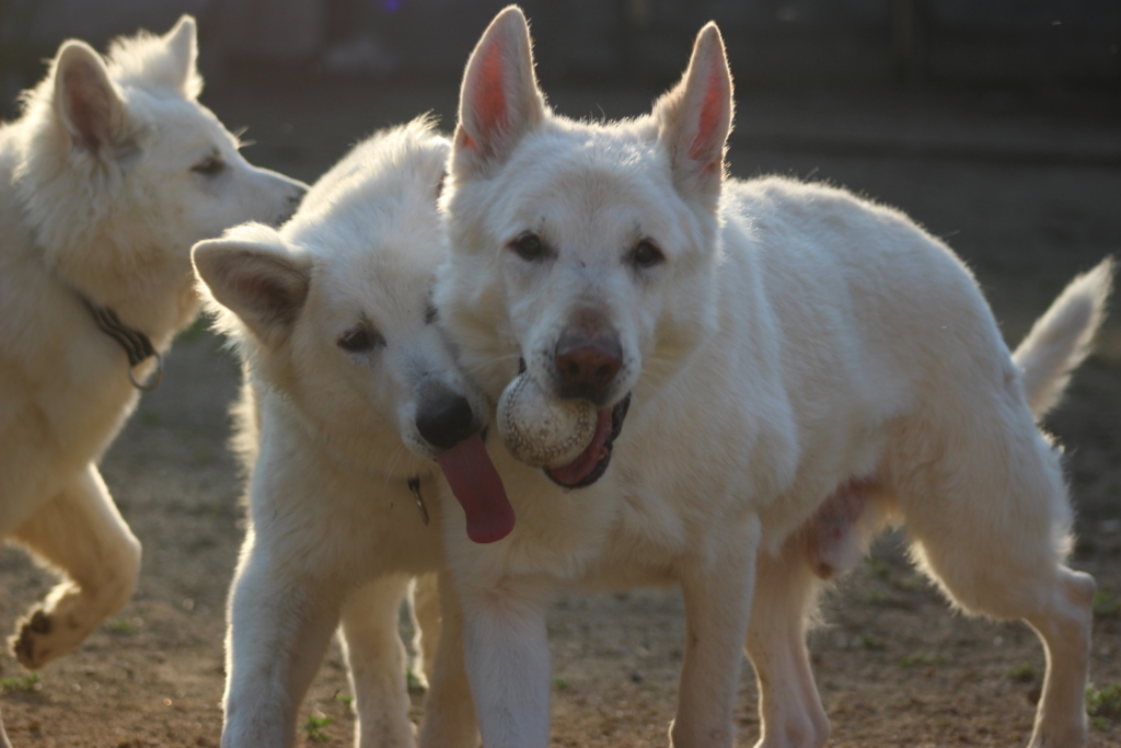 f:id:reeyan:20180331163951j:plain