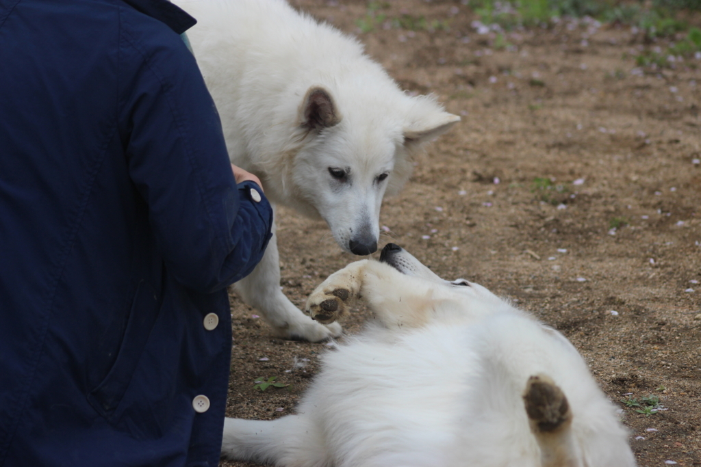 f:id:reeyan:20180409225456j:plain f:id:reeyan:20180409225456j:plain