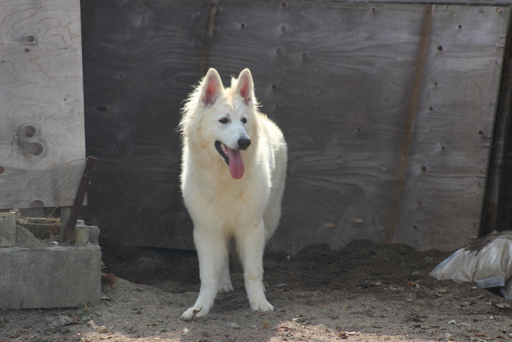 f:id:reeyan:20180409225542j:plain f:id:reeyan:20180409225542j:plain