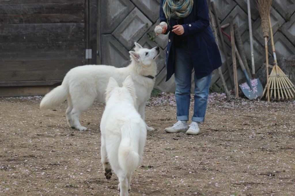 f:id:reeyan:20180409225605j:plain f:id:reeyan:20180409225605j:plain