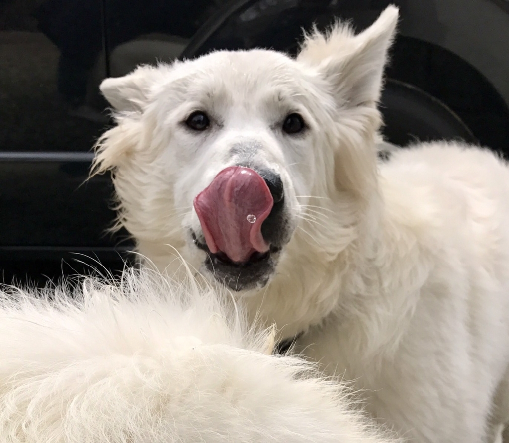 f:id:reeyan:20180409225650j:plain f:id:reeyan:20180409225650j:plain