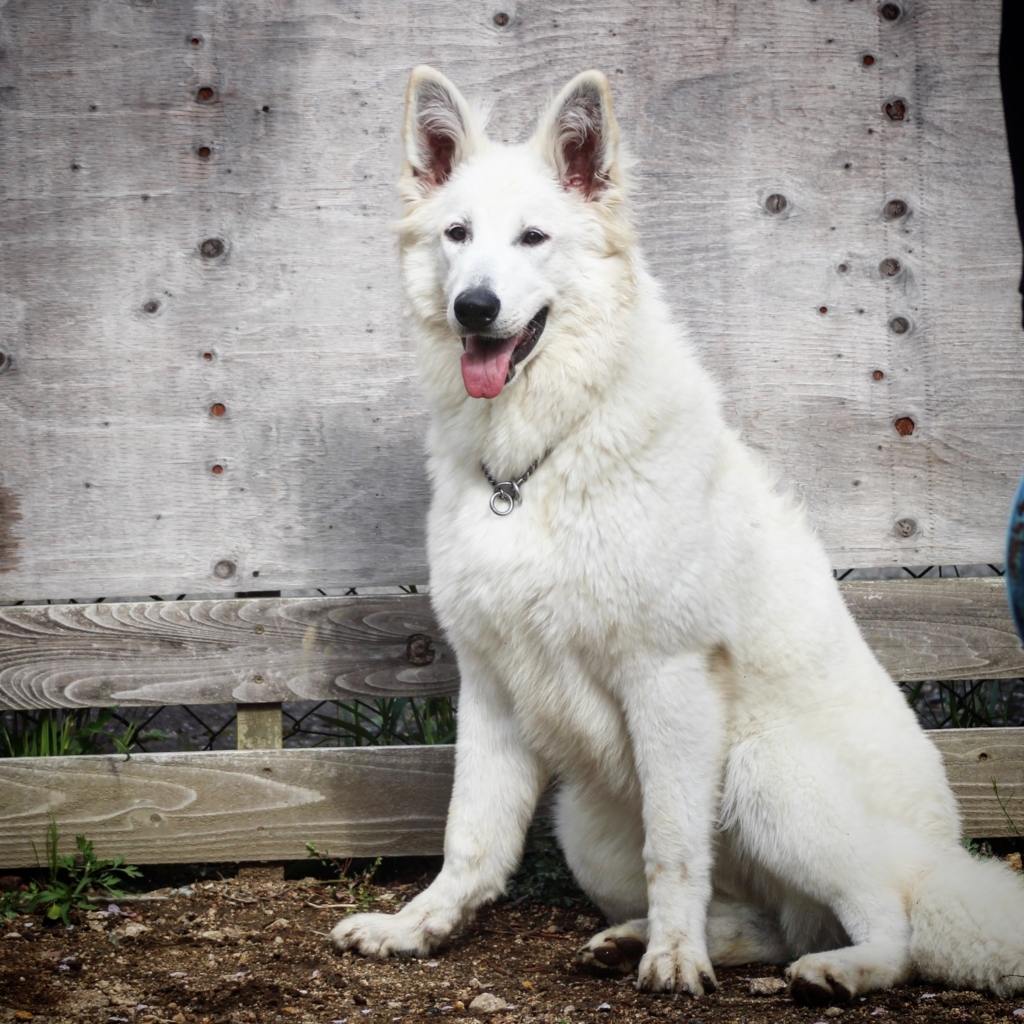 f:id:reeyan:20180409225714j:plain f:id:reeyan:20180409225714j:plain