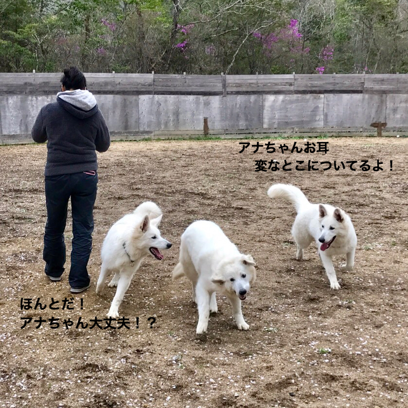 f:id:reeyan:20180409225800j:plain f:id:reeyan:20180409225800j:plain