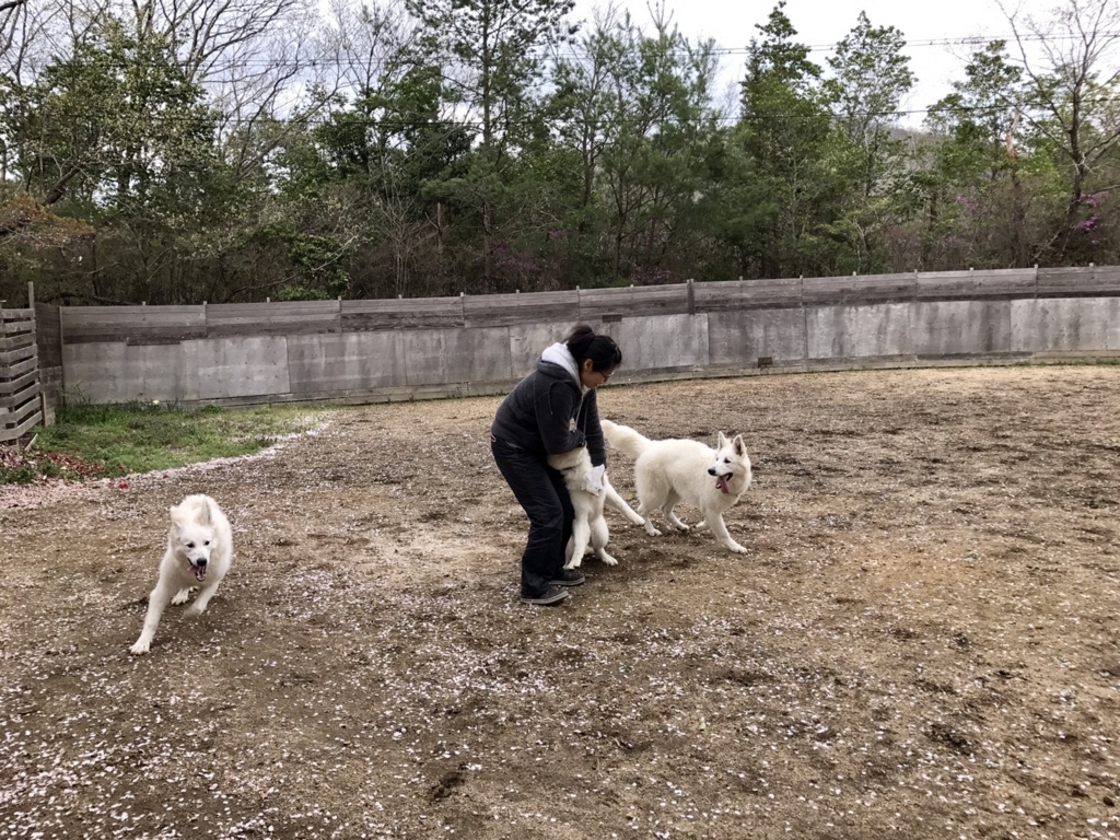 f:id:reeyan:20180409225812j:plain f:id:reeyan:20180409225812j:plain